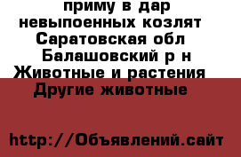 приму в дар невыпоенных козлят - Саратовская обл., Балашовский р-н Животные и растения » Другие животные   
